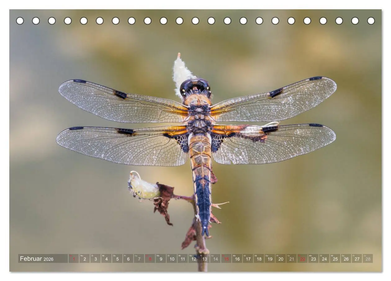 Bild: 9783516111439 | Libellen - Fliegende Edelsteine (Tischkalender 2026 DIN A5 quer),...