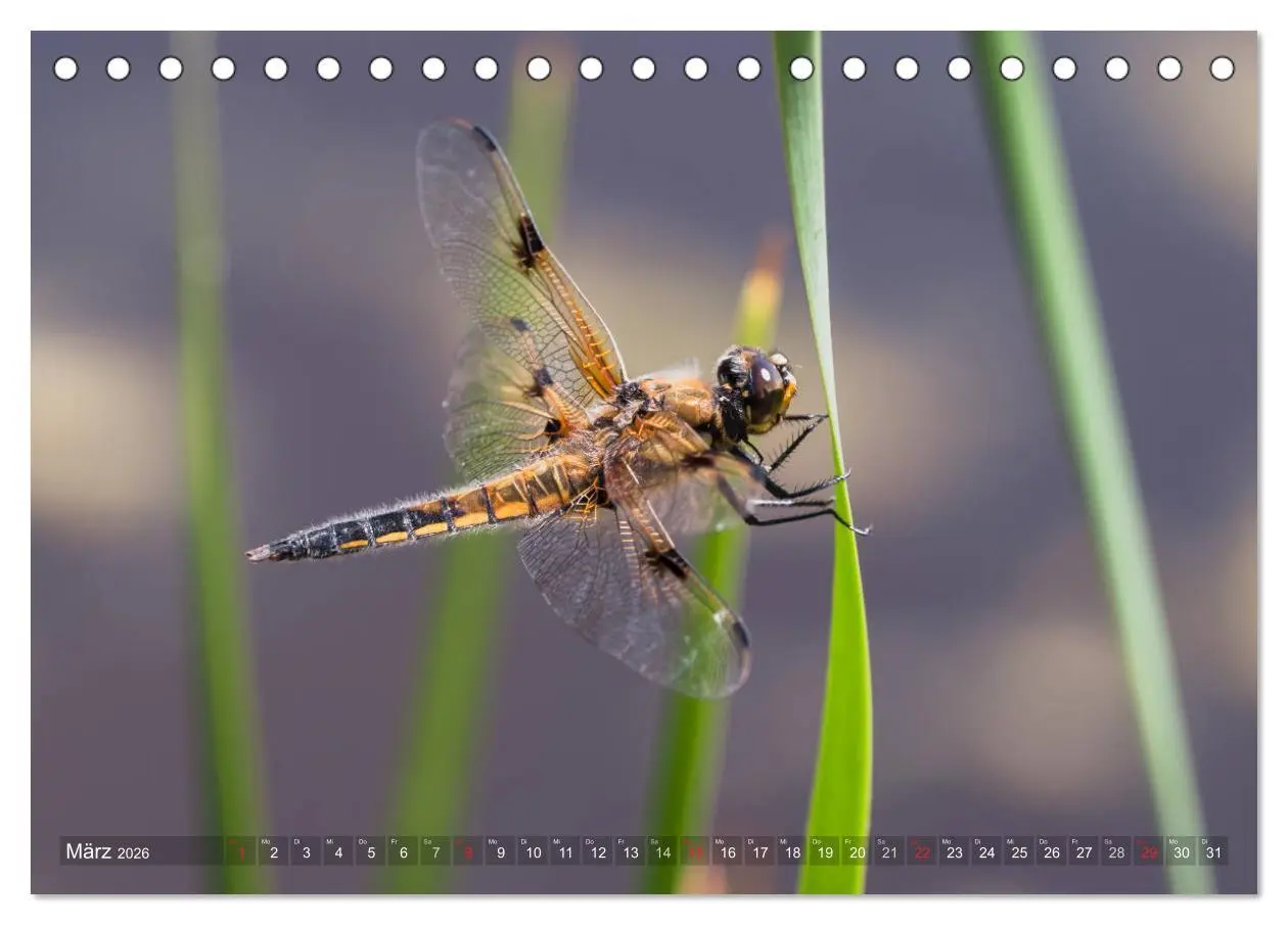 Bild: 9783516111439 | Libellen - Fliegende Edelsteine (Tischkalender 2026 DIN A5 quer),...