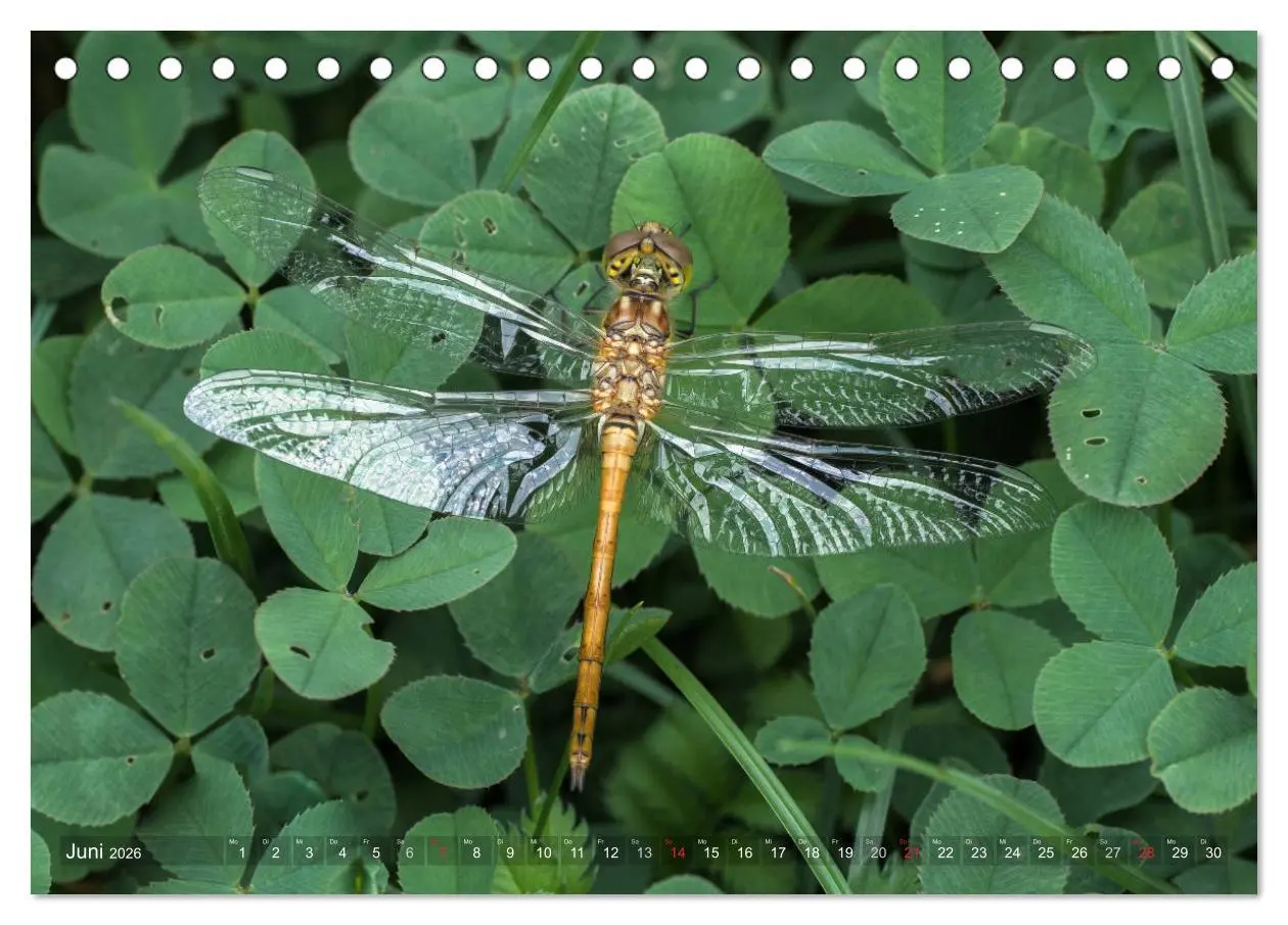 Bild: 9783516111439 | Libellen - Fliegende Edelsteine (Tischkalender 2026 DIN A5 quer),...