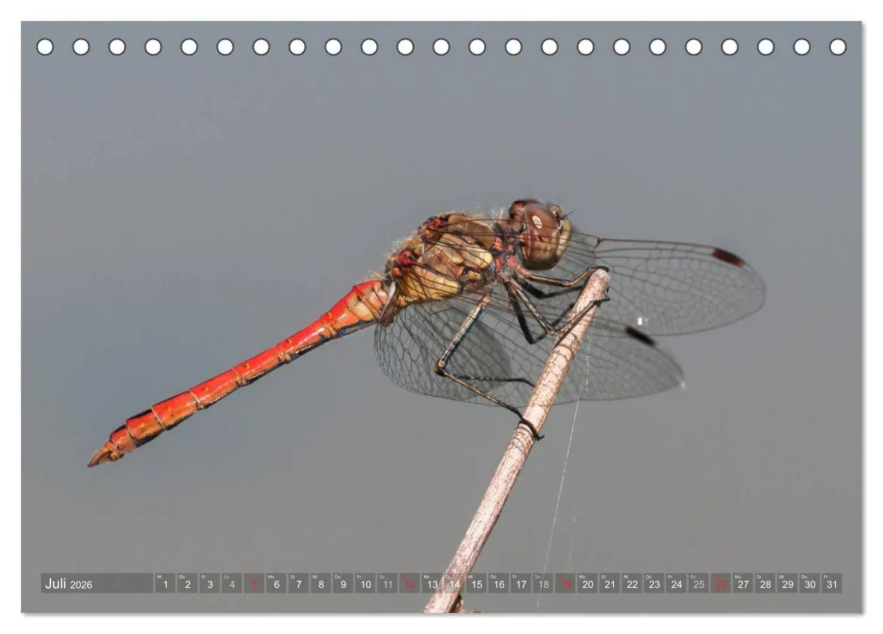 Bild: 9783516111439 | Libellen - Fliegende Edelsteine (Tischkalender 2026 DIN A5 quer),...