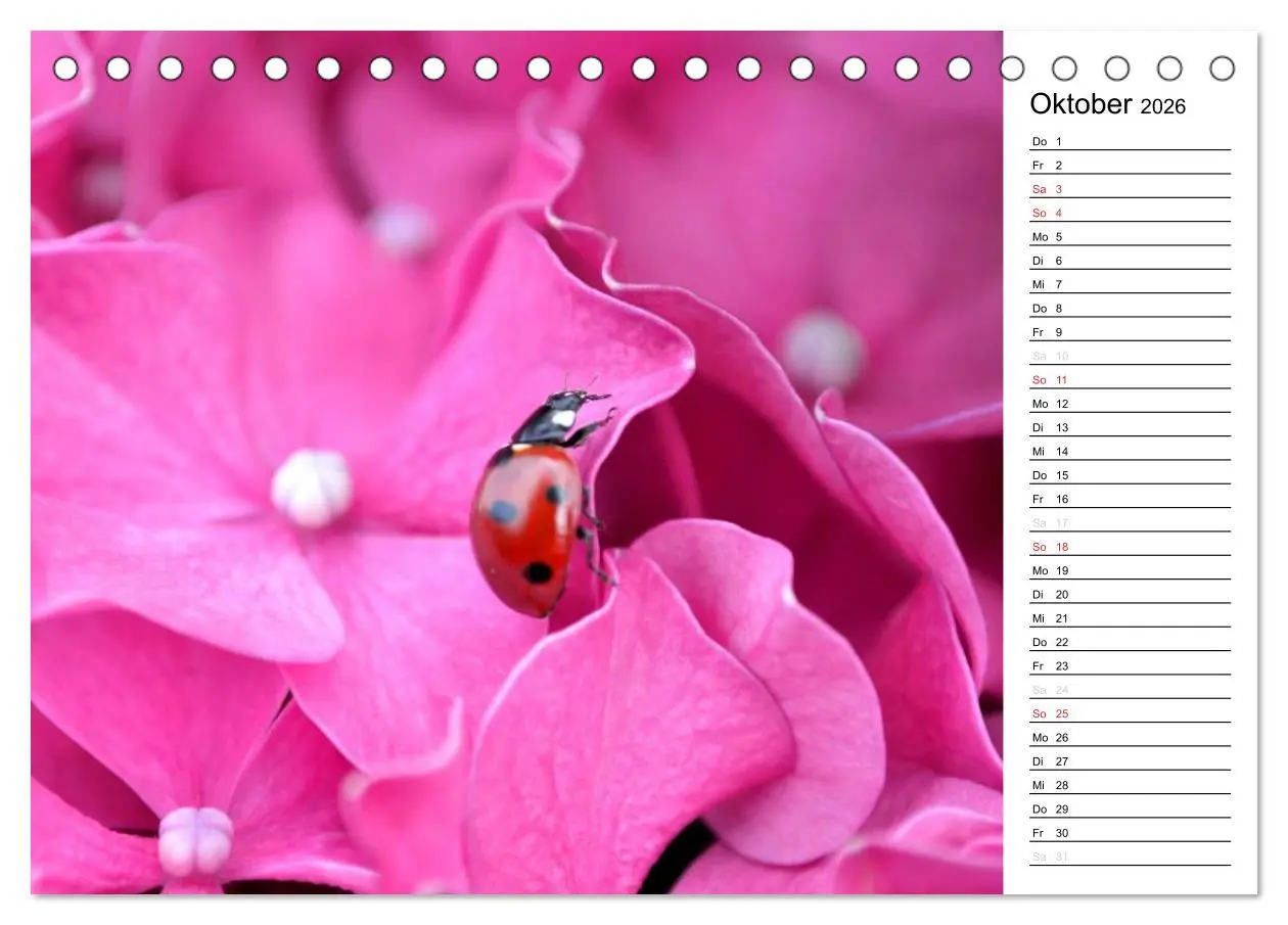 Bild: 9783516181739 | Marienkäfer 2026 (Tischkalender 2026 DIN A5 quer), CALVENDO...