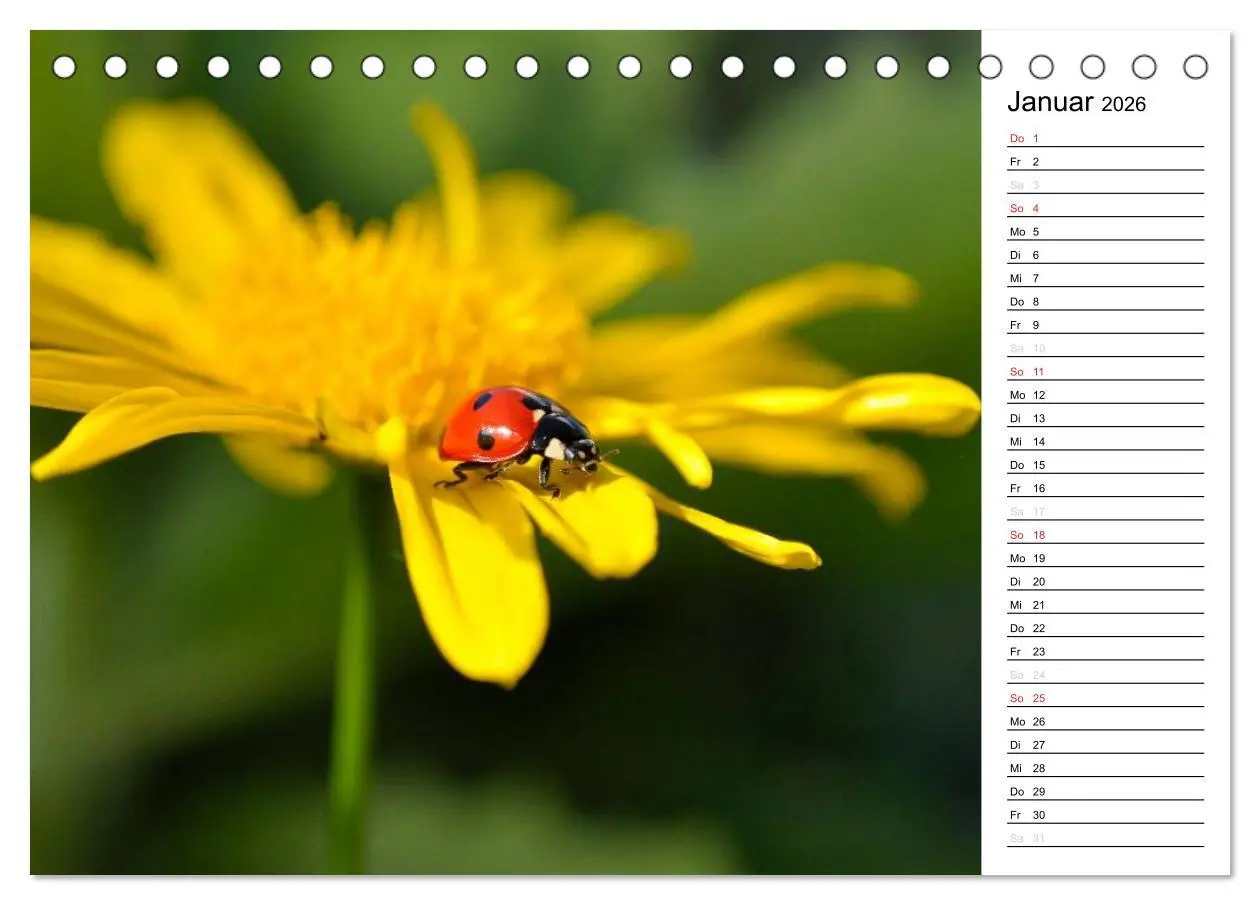 Bild: 9783516181739 | Marienkäfer 2026 (Tischkalender 2026 DIN A5 quer), CALVENDO...