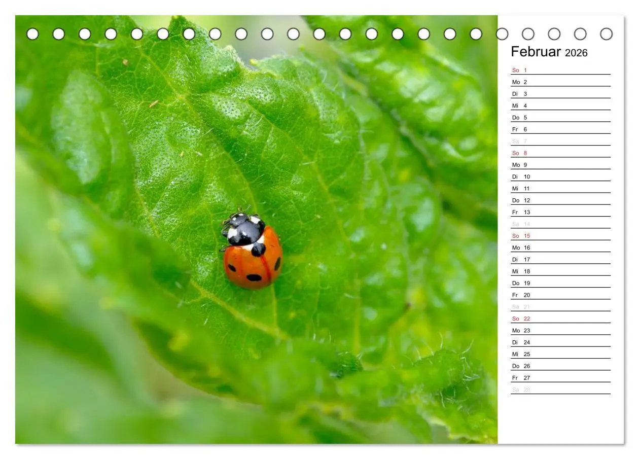 Bild: 9783516181739 | Marienkäfer 2026 (Tischkalender 2026 DIN A5 quer), CALVENDO...