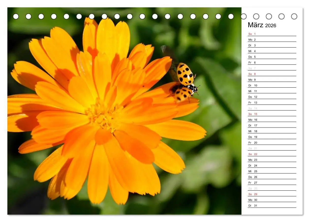 Bild: 9783516181739 | Marienkäfer 2026 (Tischkalender 2026 DIN A5 quer), CALVENDO...
