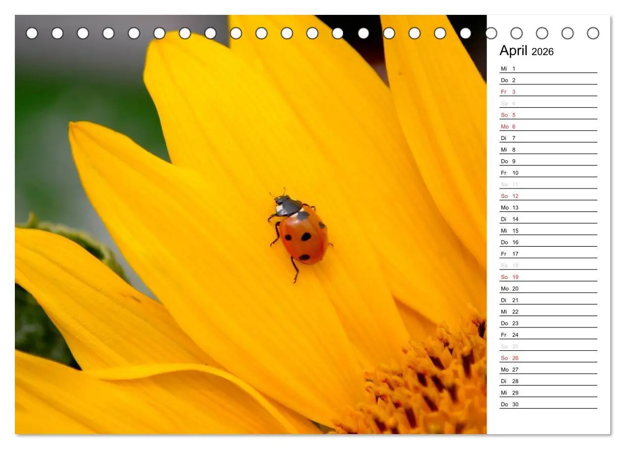 Bild: 9783516181739 | Marienkäfer 2026 (Tischkalender 2026 DIN A5 quer), CALVENDO...