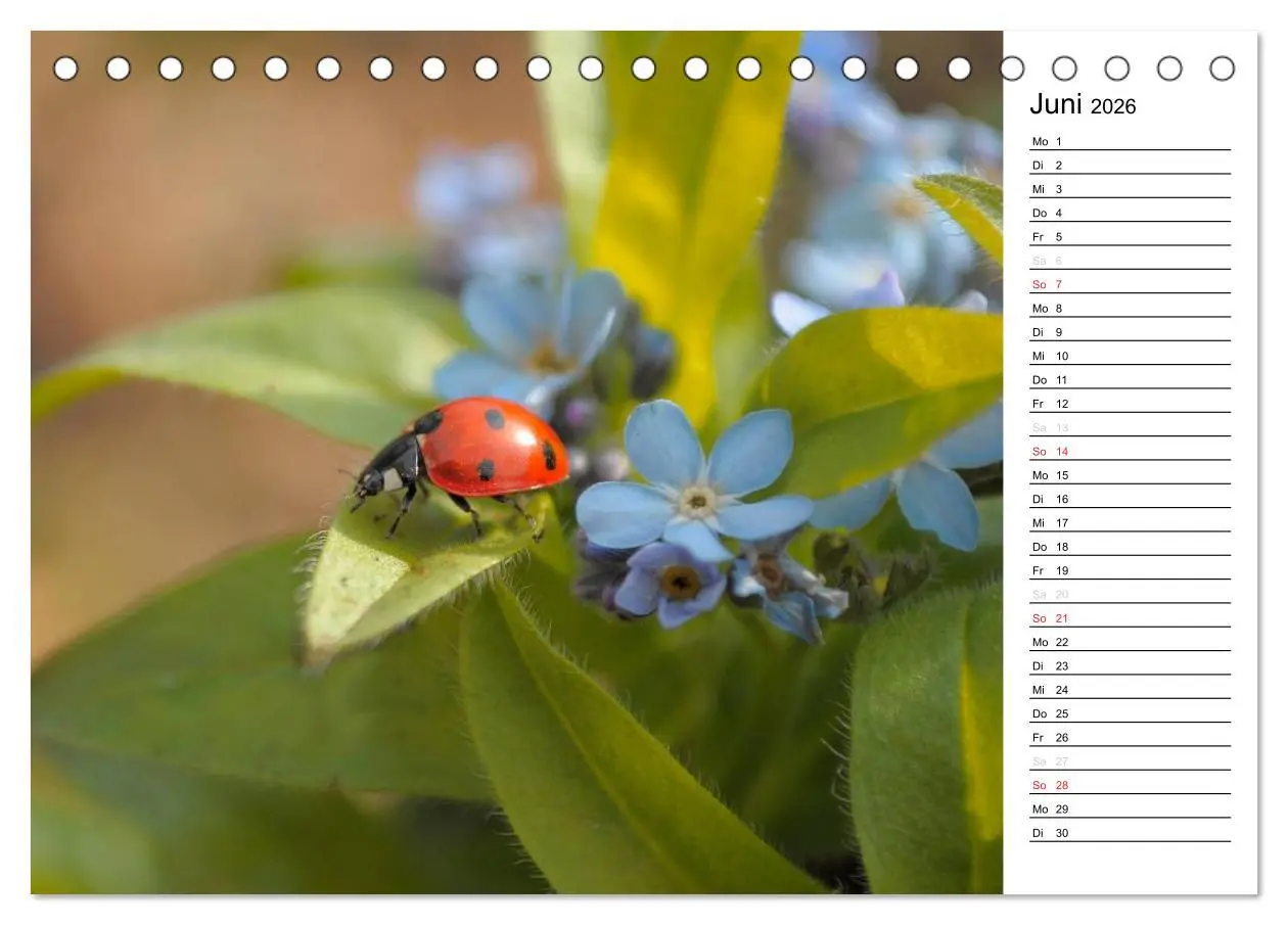 Bild: 9783516181739 | Marienkäfer 2026 (Tischkalender 2026 DIN A5 quer), CALVENDO...