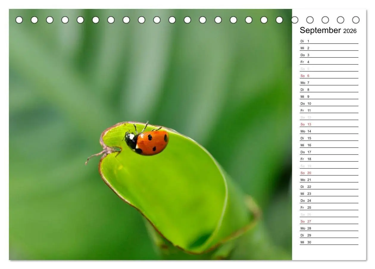 Bild: 9783516181739 | Marienkäfer 2026 (Tischkalender 2026 DIN A5 quer), CALVENDO...