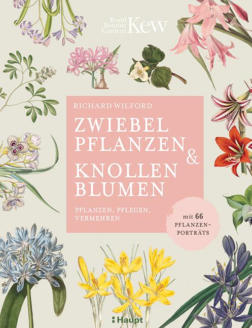 Cover: 9783258081939 | Zwiebelpflanzen &amp; Knollenblumen | Richard Wilford | Buch | 144 S.