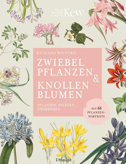 Cover: 9783258081939 | Zwiebelpflanzen &amp; Knollenblumen | Richard Wilford | Buch | 144 S.