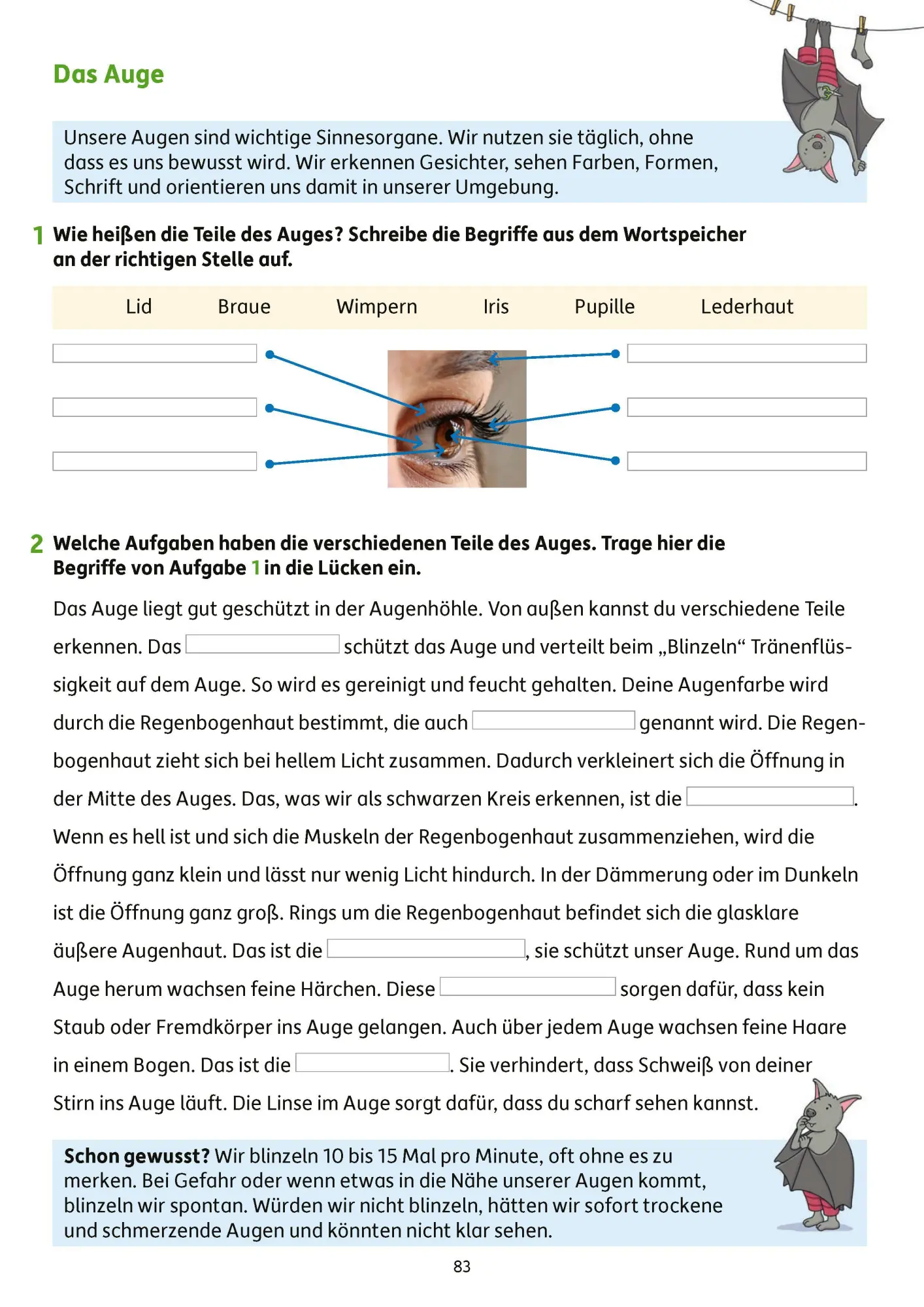 Bild: 9783881001939 | Erfolgreich durch die 3. Klasse - Mathe, Deutsch, Sachunterricht