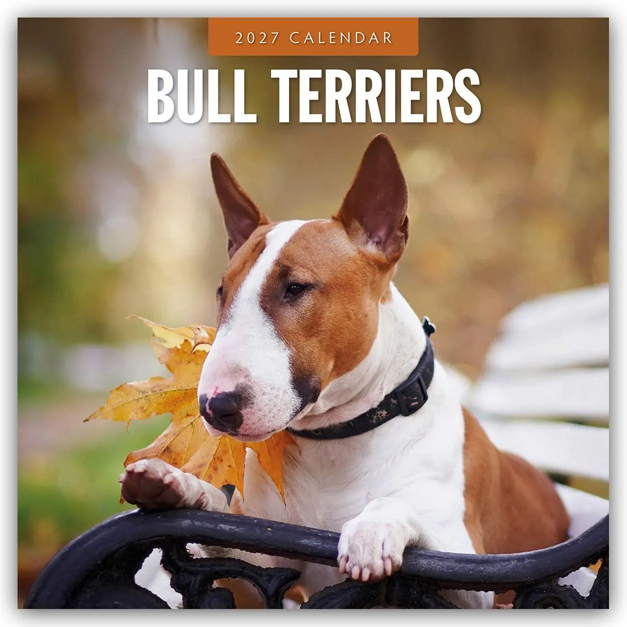 Cover: 9781837012039 | Bull Terriers - Bullterrier 2027 - 16-Monatskalender | Robin Red