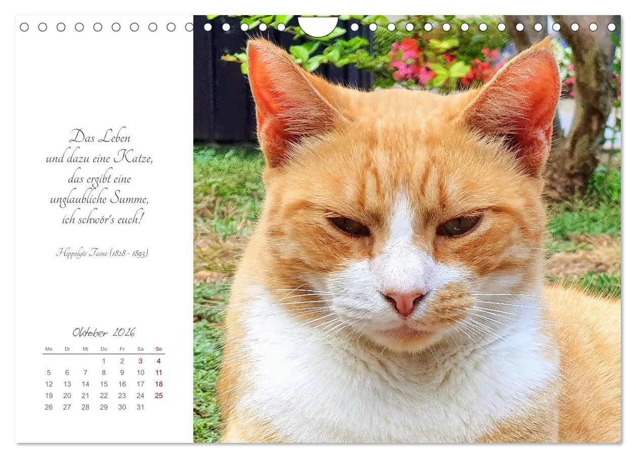 Bild: 9783457342039 | Catlovers - Ein Jahr voller Samtpfoten und charmanten Weisheiten...