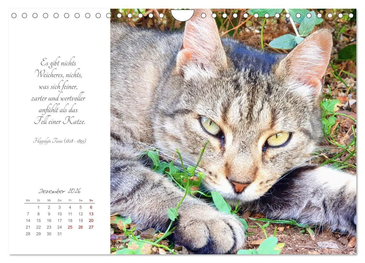 Bild: 9783457342039 | Catlovers - Ein Jahr voller Samtpfoten und charmanten Weisheiten...
