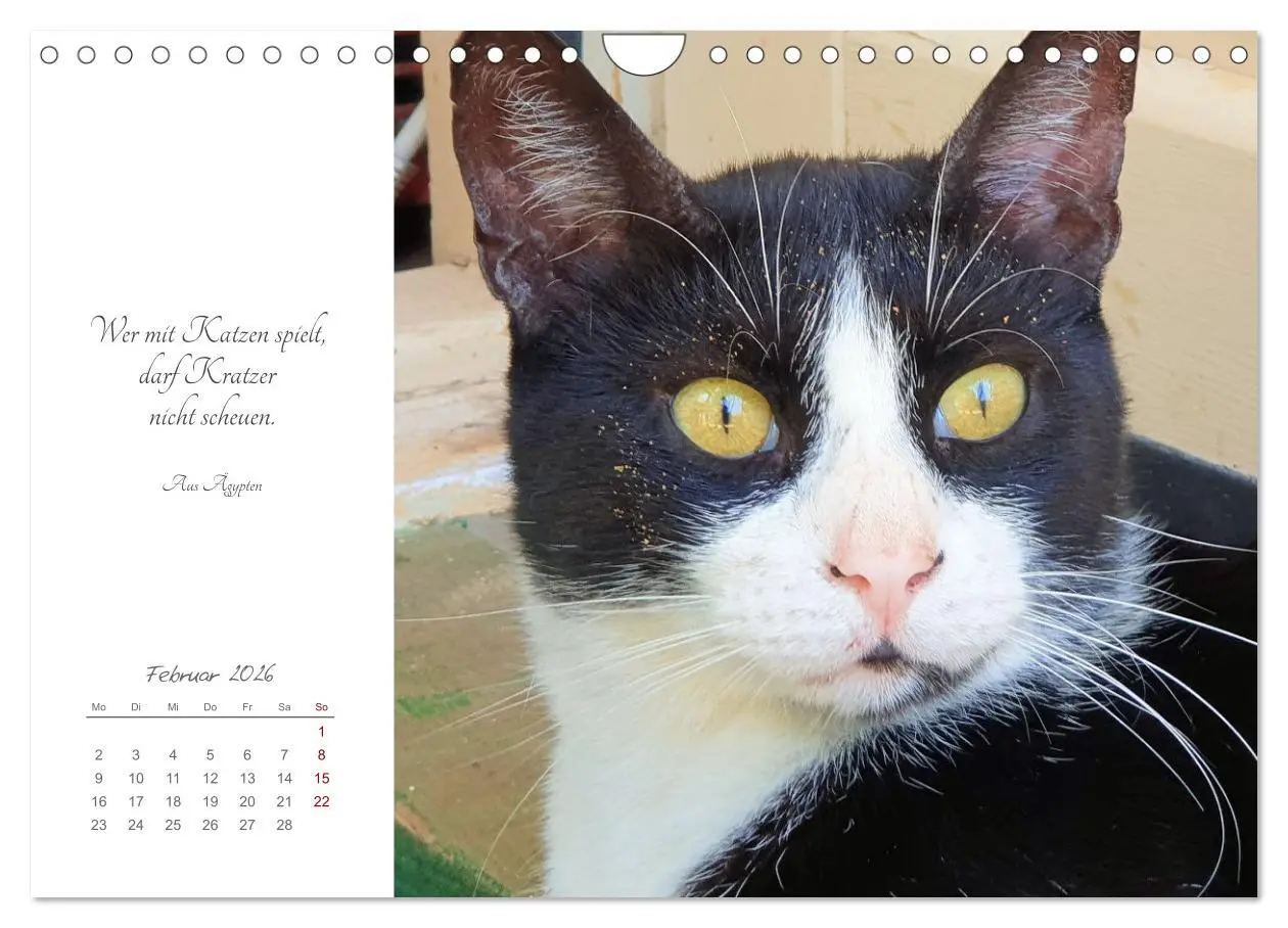 Bild: 9783457342039 | Catlovers - Ein Jahr voller Samtpfoten und charmanten Weisheiten...