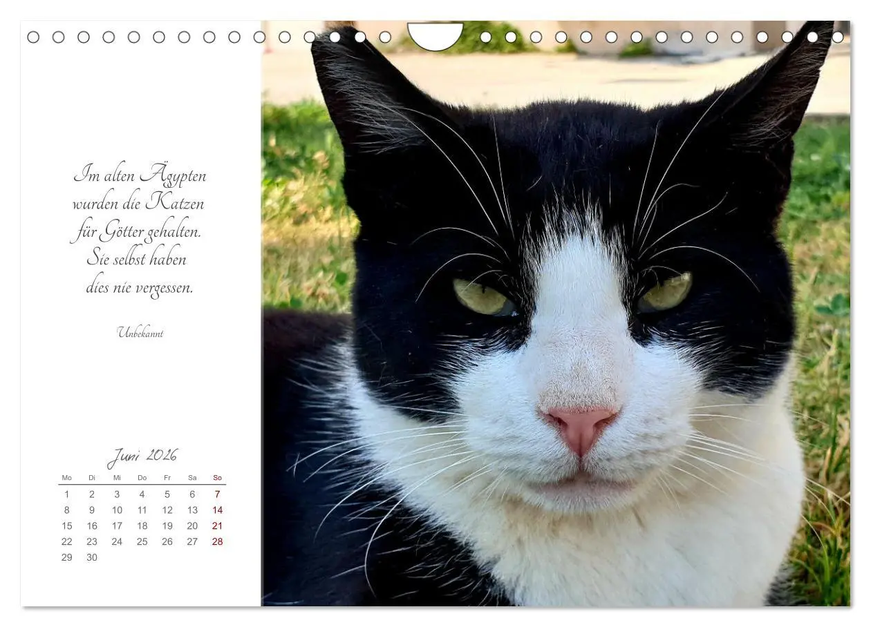 Bild: 9783457342039 | Catlovers - Ein Jahr voller Samtpfoten und charmanten Weisheiten...