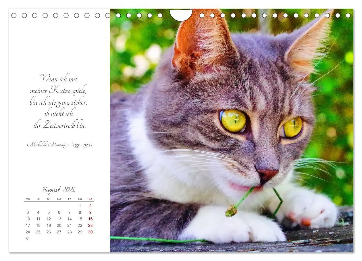 Bild: 9783457342039 | Catlovers - Ein Jahr voller Samtpfoten und charmanten Weisheiten...