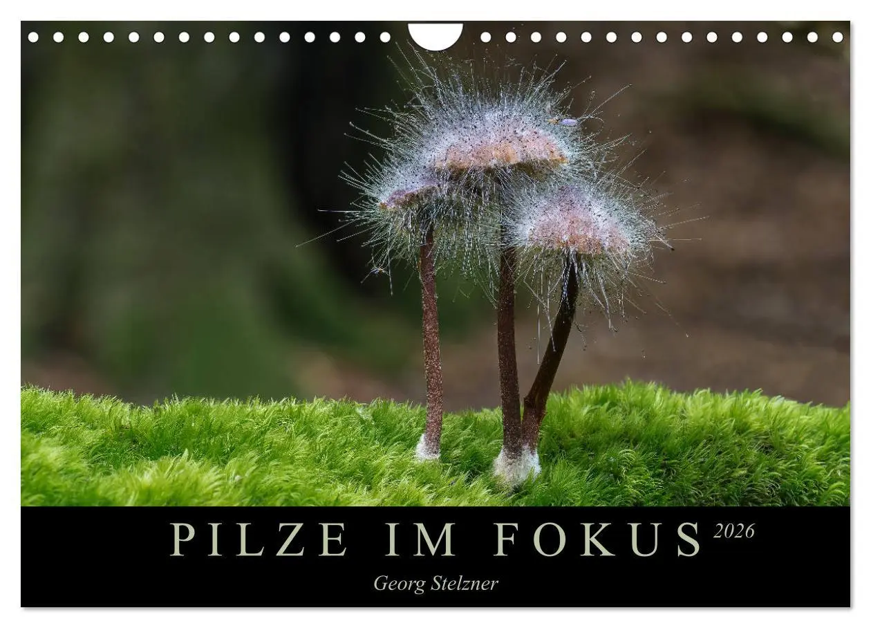 Cover: 9783457872239 | PILZE IM FOKUS 2026 (Wandkalender 2026 DIN A4 quer), CALVENDO...