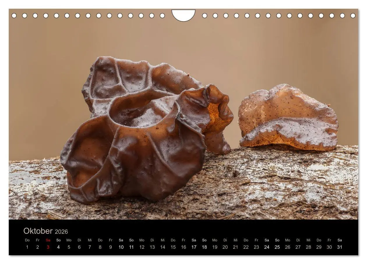 Bild: 9783457872239 | PILZE IM FOKUS 2026 (Wandkalender 2026 DIN A4 quer), CALVENDO...