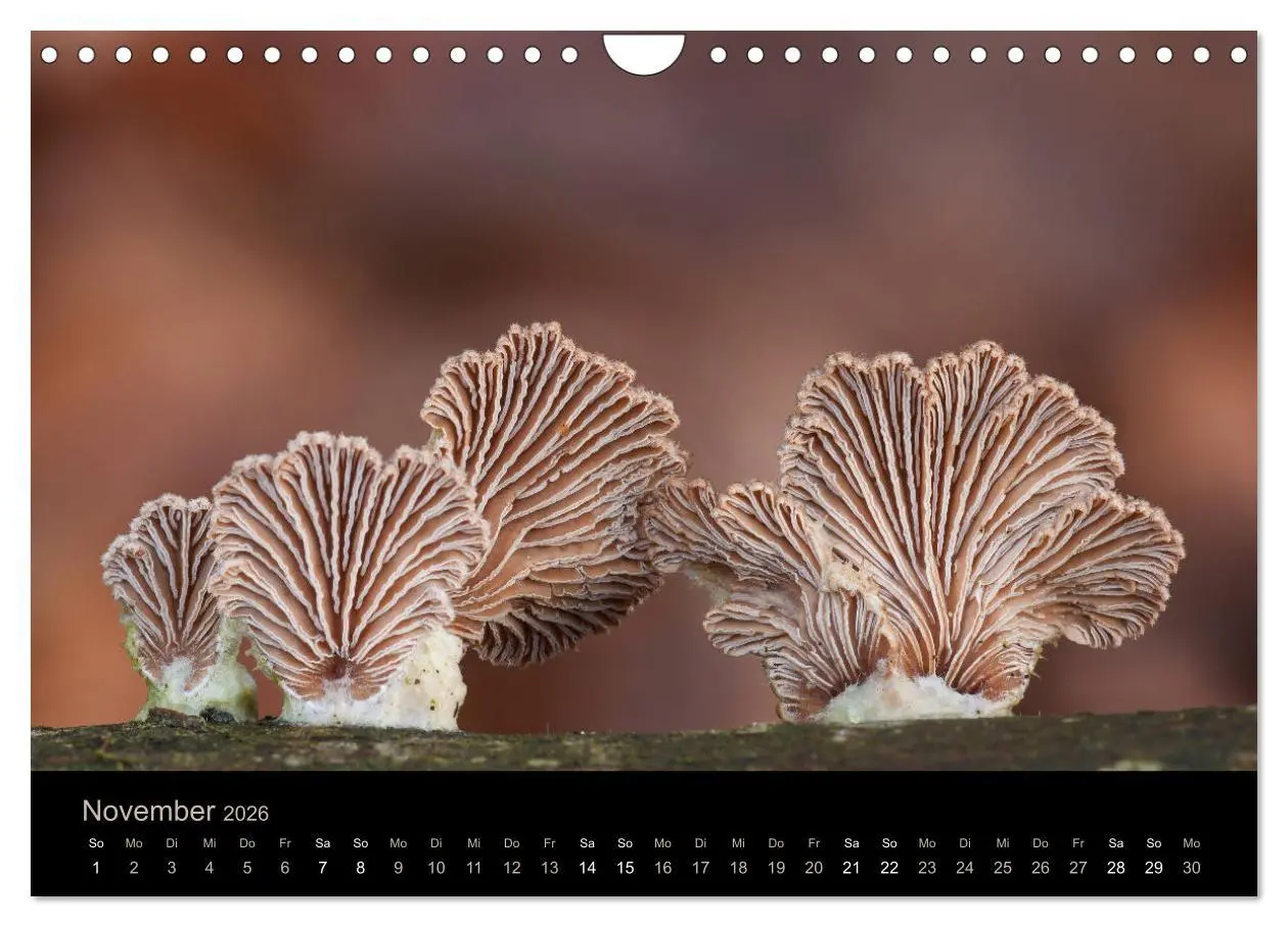 Bild: 9783457872239 | PILZE IM FOKUS 2026 (Wandkalender 2026 DIN A4 quer), CALVENDO...