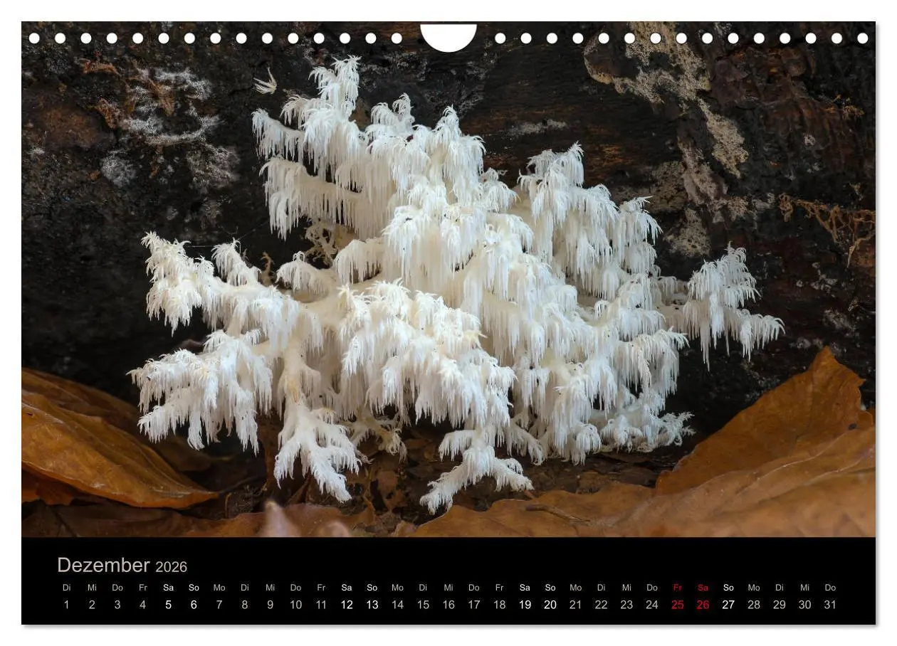 Bild: 9783457872239 | PILZE IM FOKUS 2026 (Wandkalender 2026 DIN A4 quer), CALVENDO...