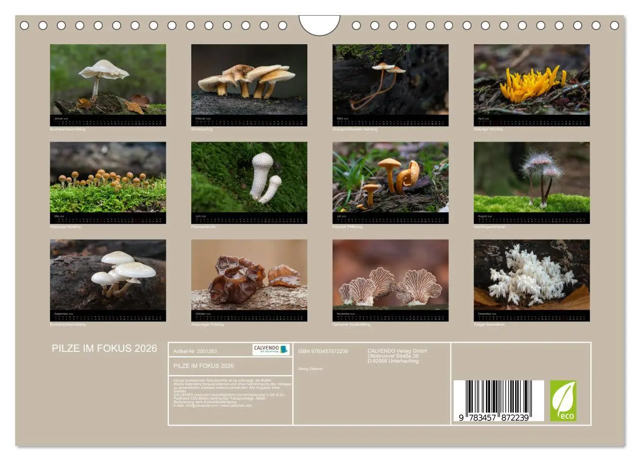 Bild: 9783457872239 | PILZE IM FOKUS 2026 (Wandkalender 2026 DIN A4 quer), CALVENDO...