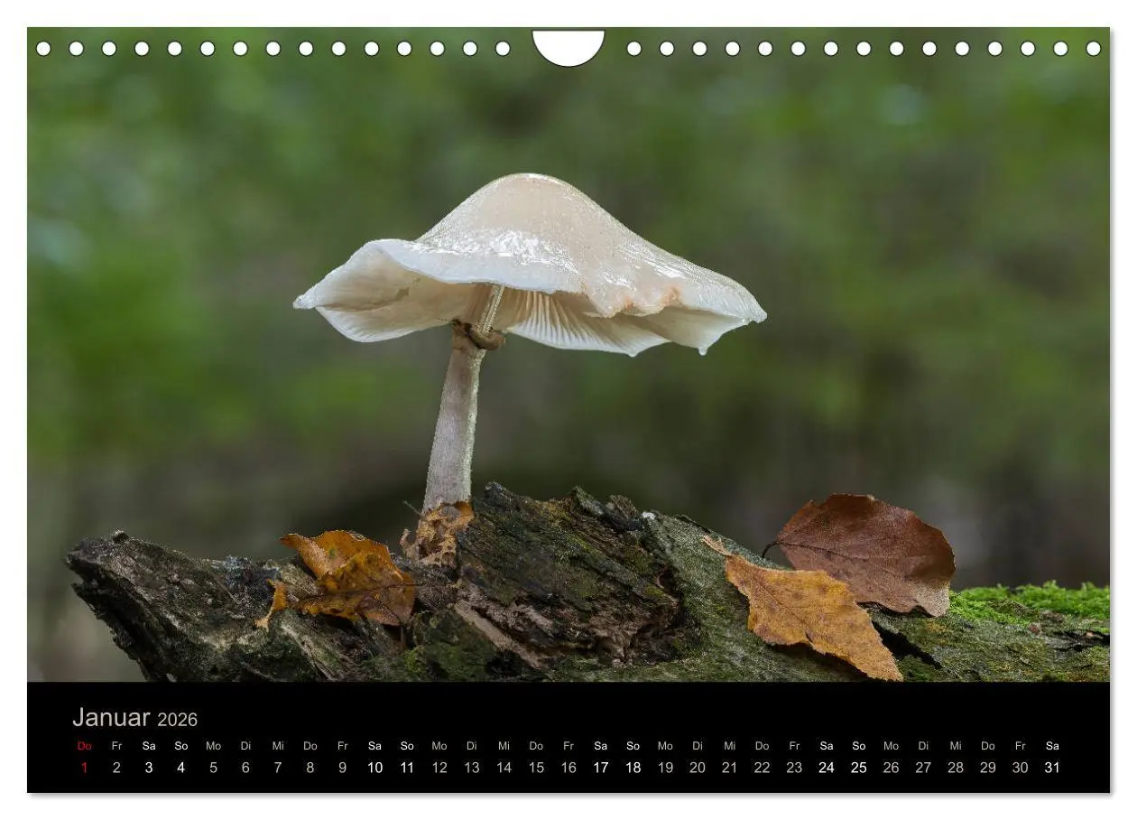 Bild: 9783457872239 | PILZE IM FOKUS 2026 (Wandkalender 2026 DIN A4 quer), CALVENDO...