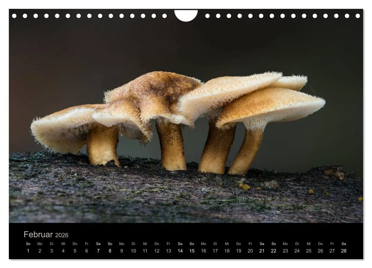 Bild: 9783457872239 | PILZE IM FOKUS 2026 (Wandkalender 2026 DIN A4 quer), CALVENDO...