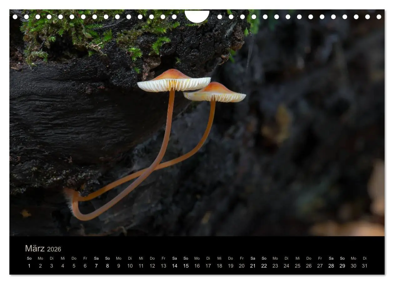 Bild: 9783457872239 | PILZE IM FOKUS 2026 (Wandkalender 2026 DIN A4 quer), CALVENDO...