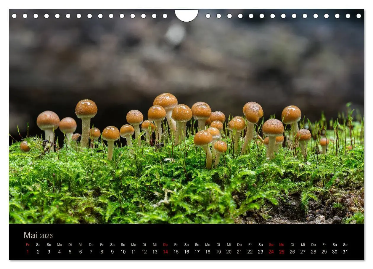 Bild: 9783457872239 | PILZE IM FOKUS 2026 (Wandkalender 2026 DIN A4 quer), CALVENDO...