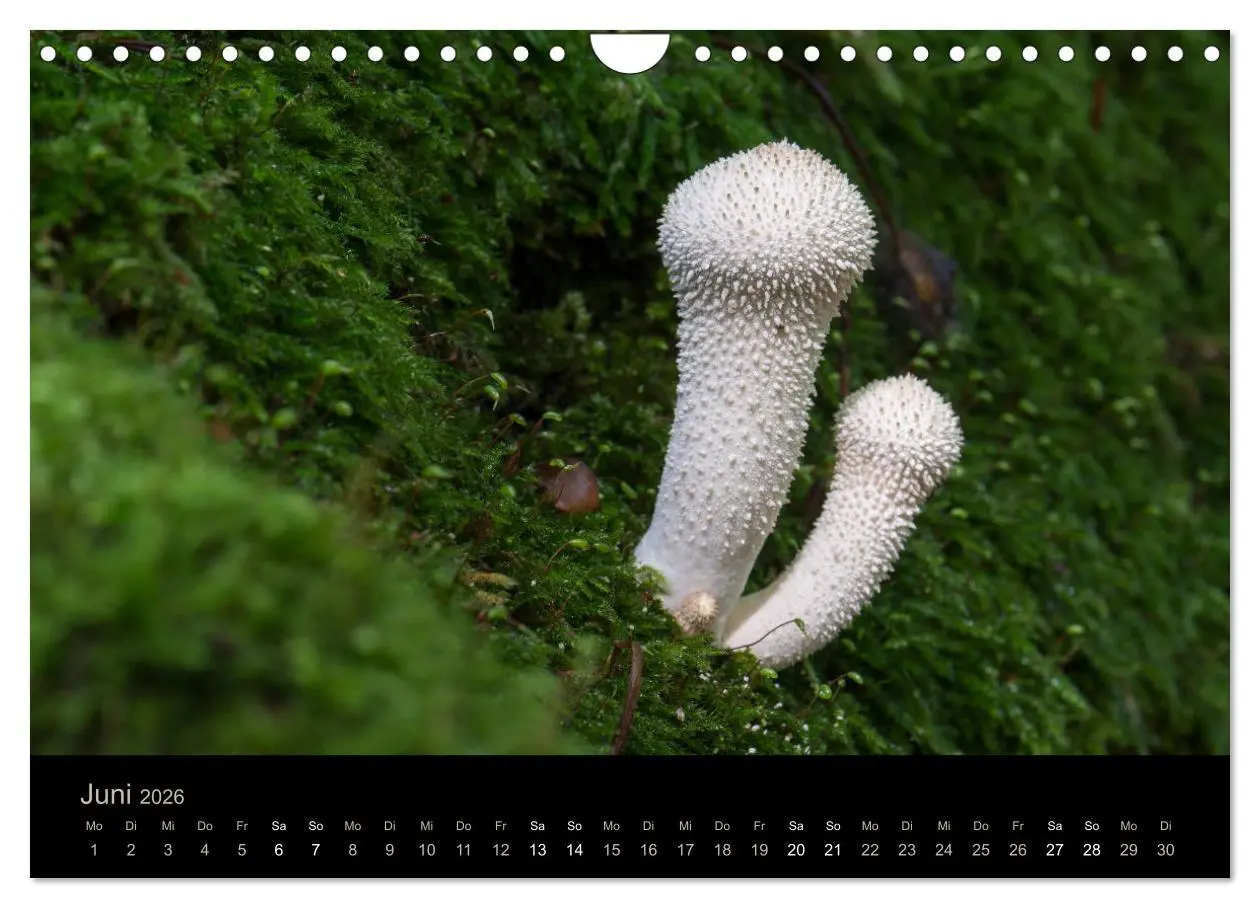 Bild: 9783457872239 | PILZE IM FOKUS 2026 (Wandkalender 2026 DIN A4 quer), CALVENDO...