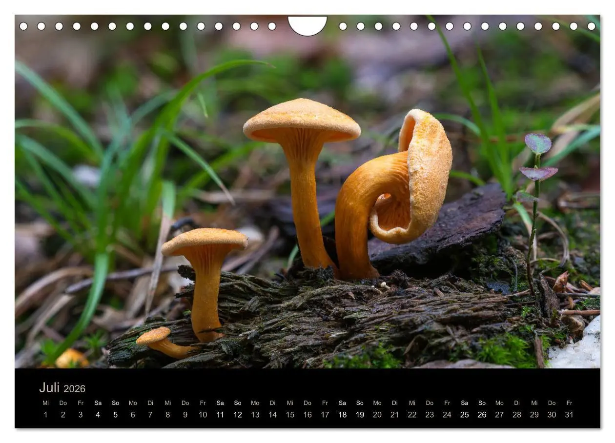 Bild: 9783457872239 | PILZE IM FOKUS 2026 (Wandkalender 2026 DIN A4 quer), CALVENDO...