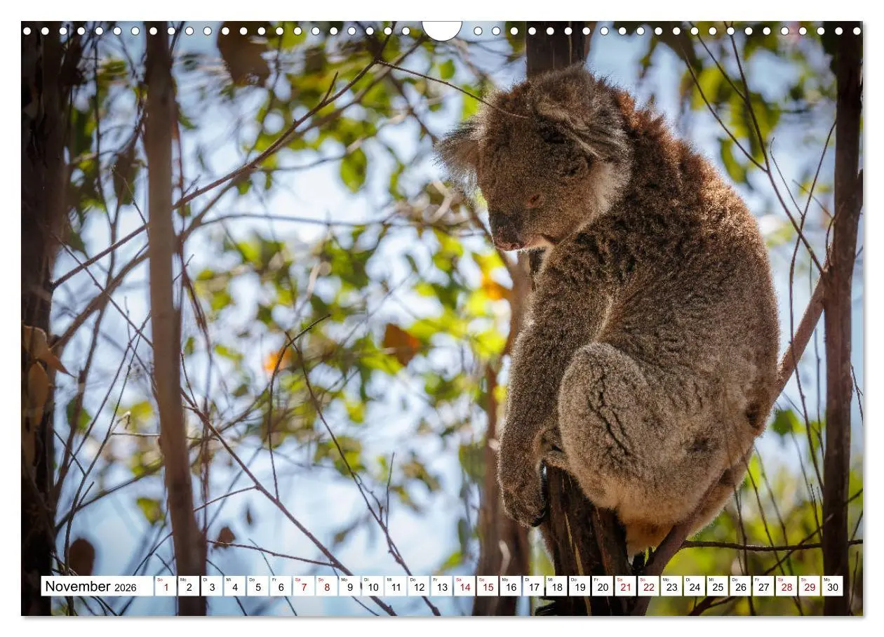 Bild: 9783457792339 | Wildlife Australien (Wandkalender 2026 DIN A3 quer), CALVENDO...