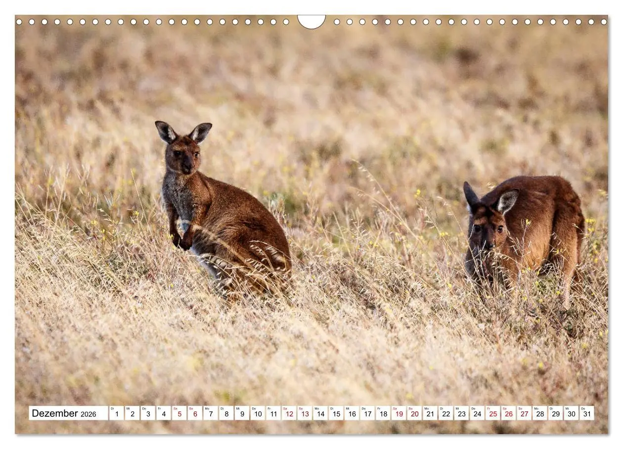 Bild: 9783457792339 | Wildlife Australien (Wandkalender 2026 DIN A3 quer), CALVENDO...
