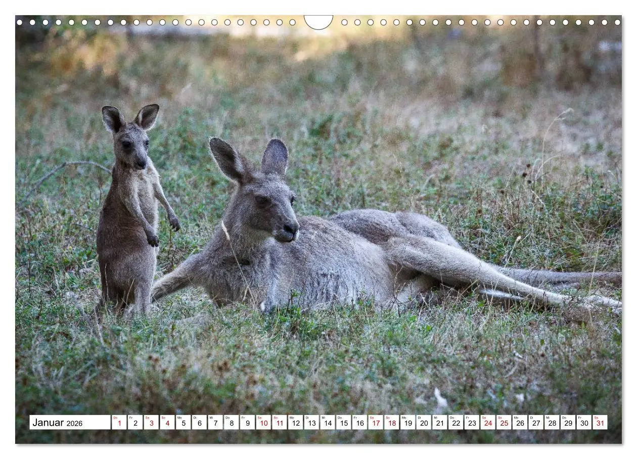 Bild: 9783457792339 | Wildlife Australien (Wandkalender 2026 DIN A3 quer), CALVENDO...