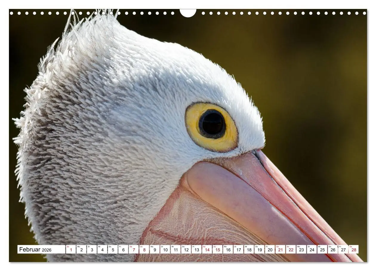 Bild: 9783457792339 | Wildlife Australien (Wandkalender 2026 DIN A3 quer), CALVENDO...