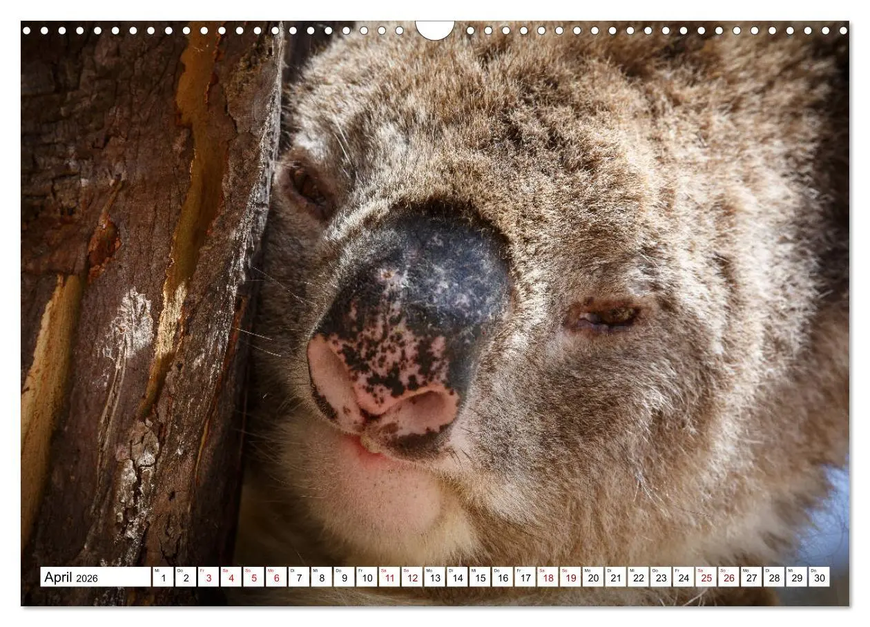 Bild: 9783457792339 | Wildlife Australien (Wandkalender 2026 DIN A3 quer), CALVENDO...