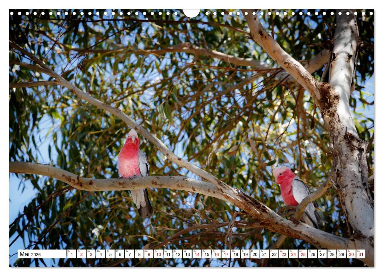 Bild: 9783457792339 | Wildlife Australien (Wandkalender 2026 DIN A3 quer), CALVENDO...