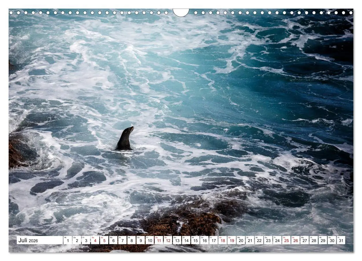 Bild: 9783457792339 | Wildlife Australien (Wandkalender 2026 DIN A3 quer), CALVENDO...
