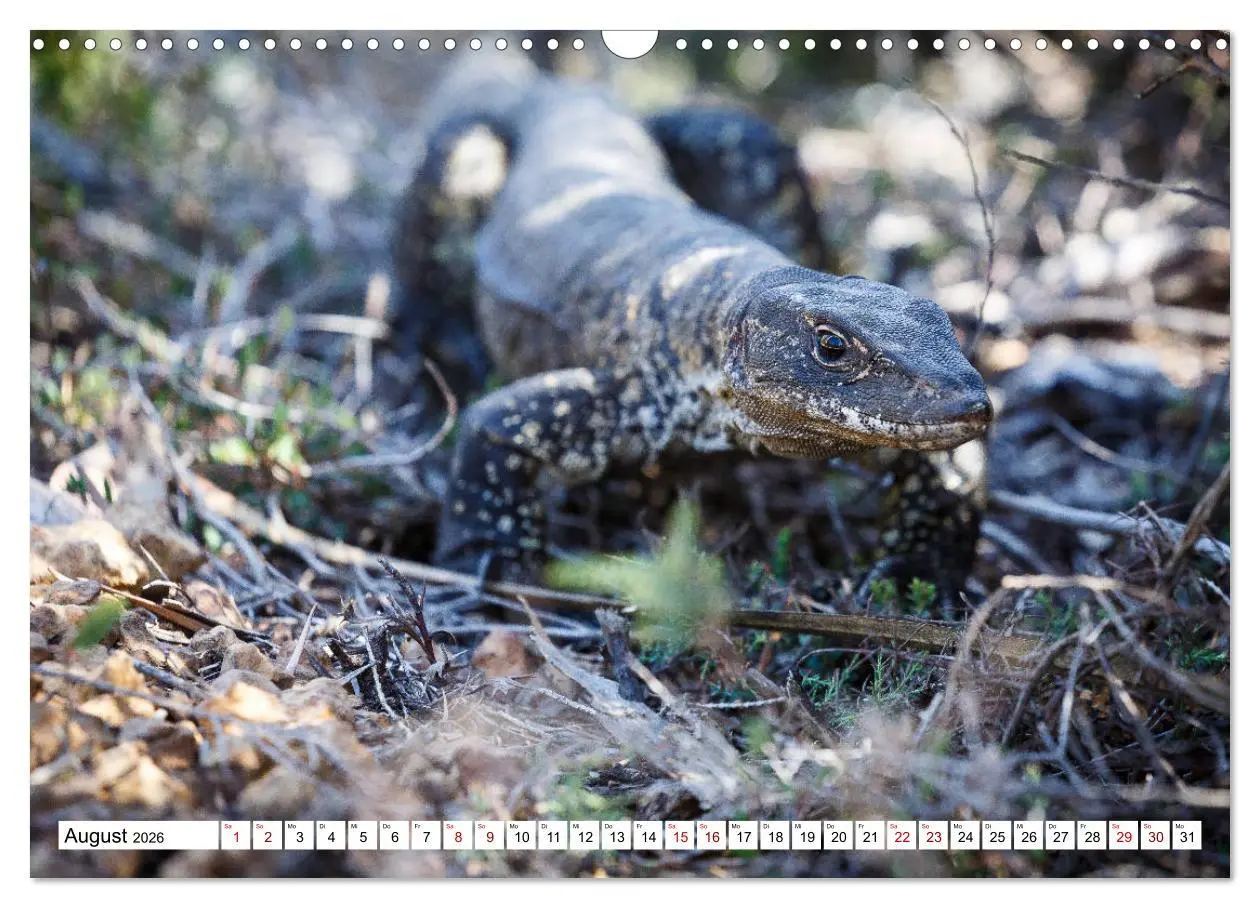 Bild: 9783457792339 | Wildlife Australien (Wandkalender 2026 DIN A3 quer), CALVENDO...