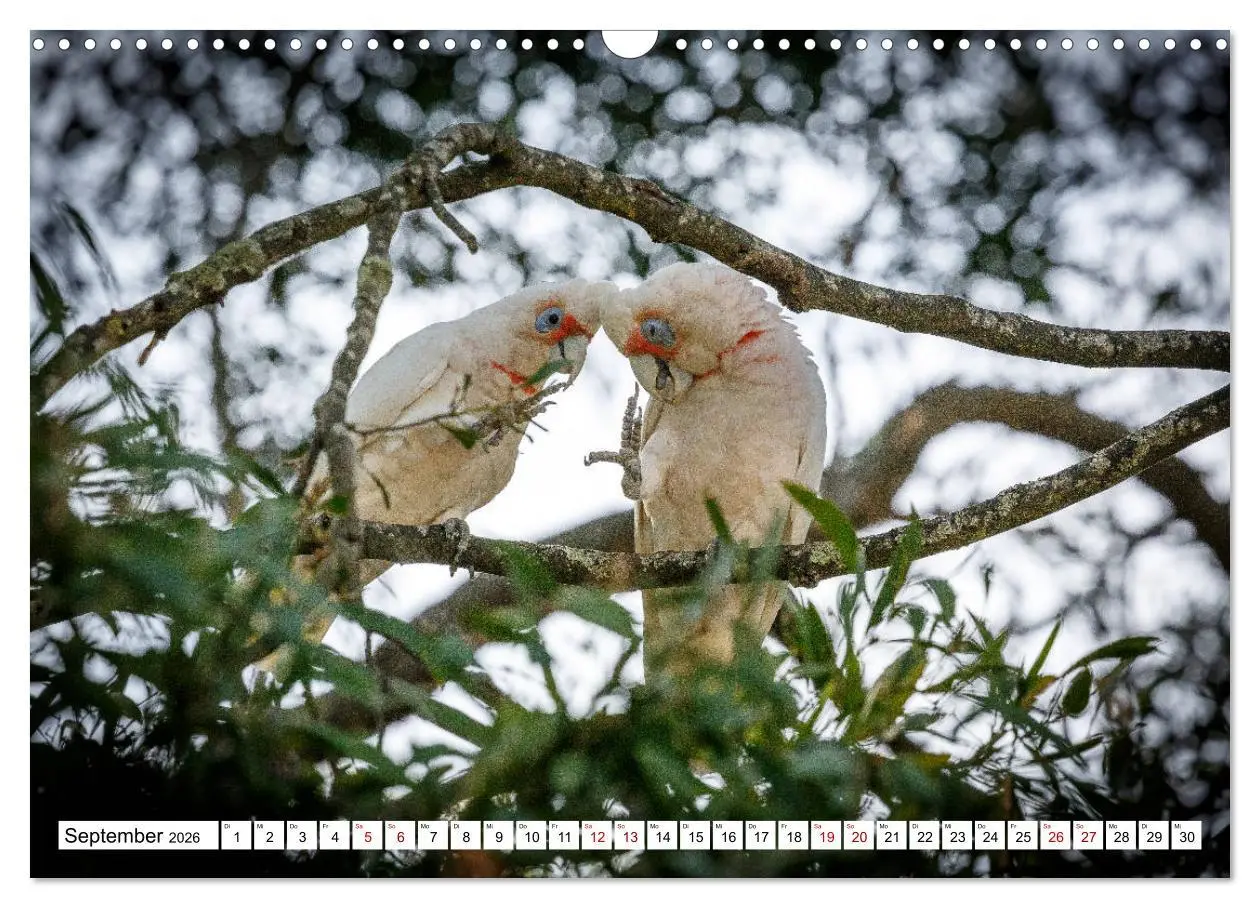Bild: 9783457792339 | Wildlife Australien (Wandkalender 2026 DIN A3 quer), CALVENDO...