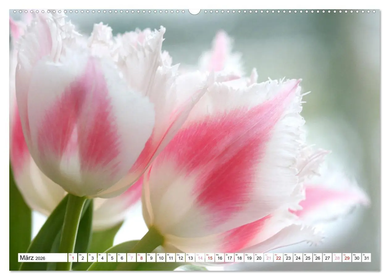 Bild: 9783457542439 | Blumenpracht - Blüten und Sträuße (Wandkalender 2026 DIN A2 quer),...