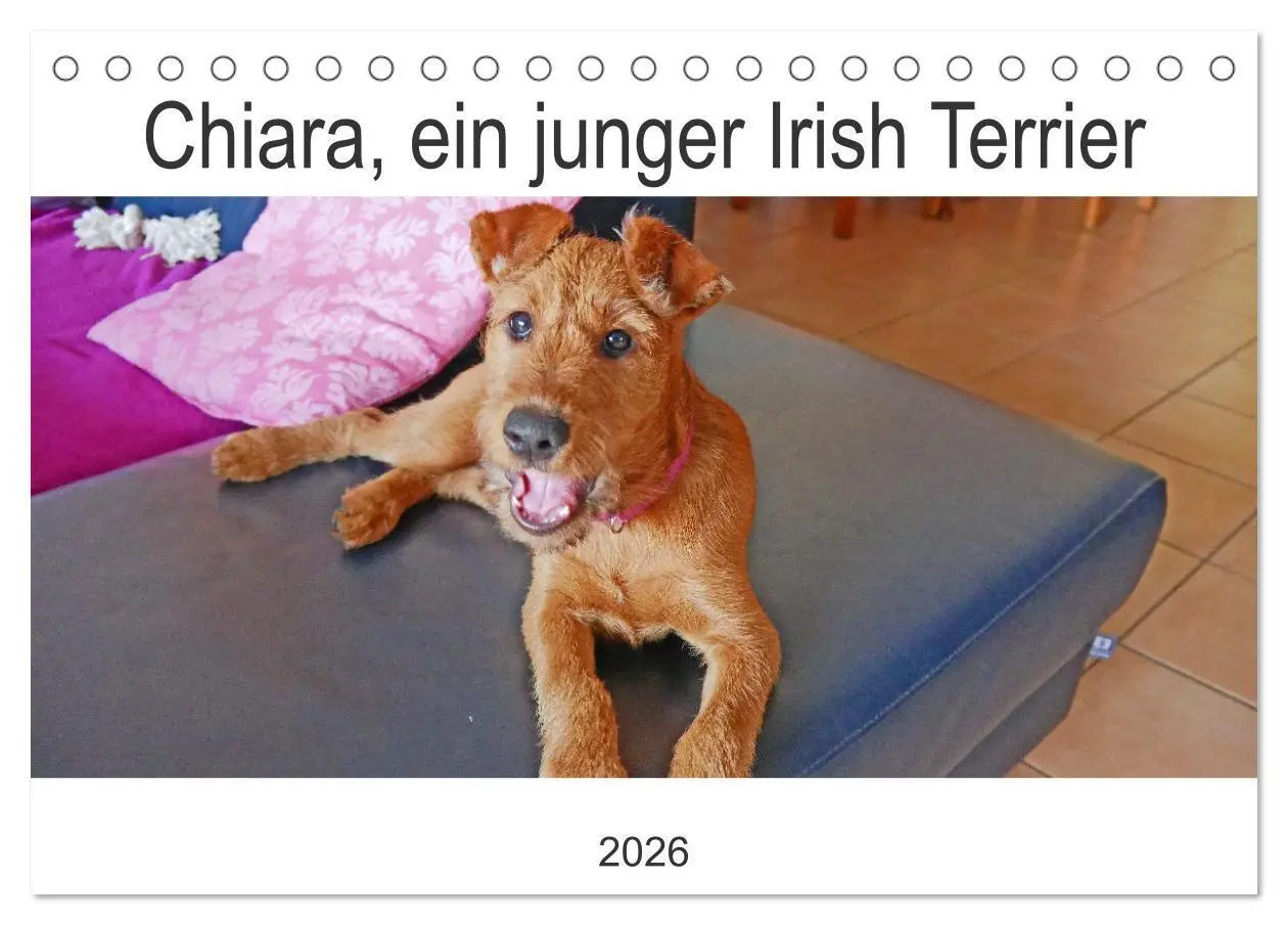 Cover: 9783457612439 | Chiara, ein junger Irish Terrier (Tischkalender 2026 DIN A5 quer),...