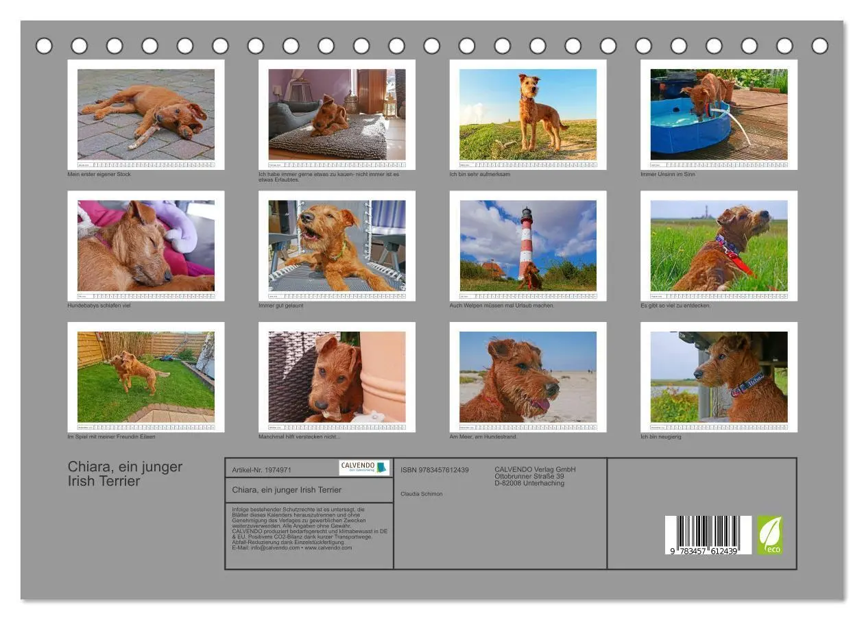 Bild: 9783457612439 | Chiara, ein junger Irish Terrier (Tischkalender 2026 DIN A5 quer),...
