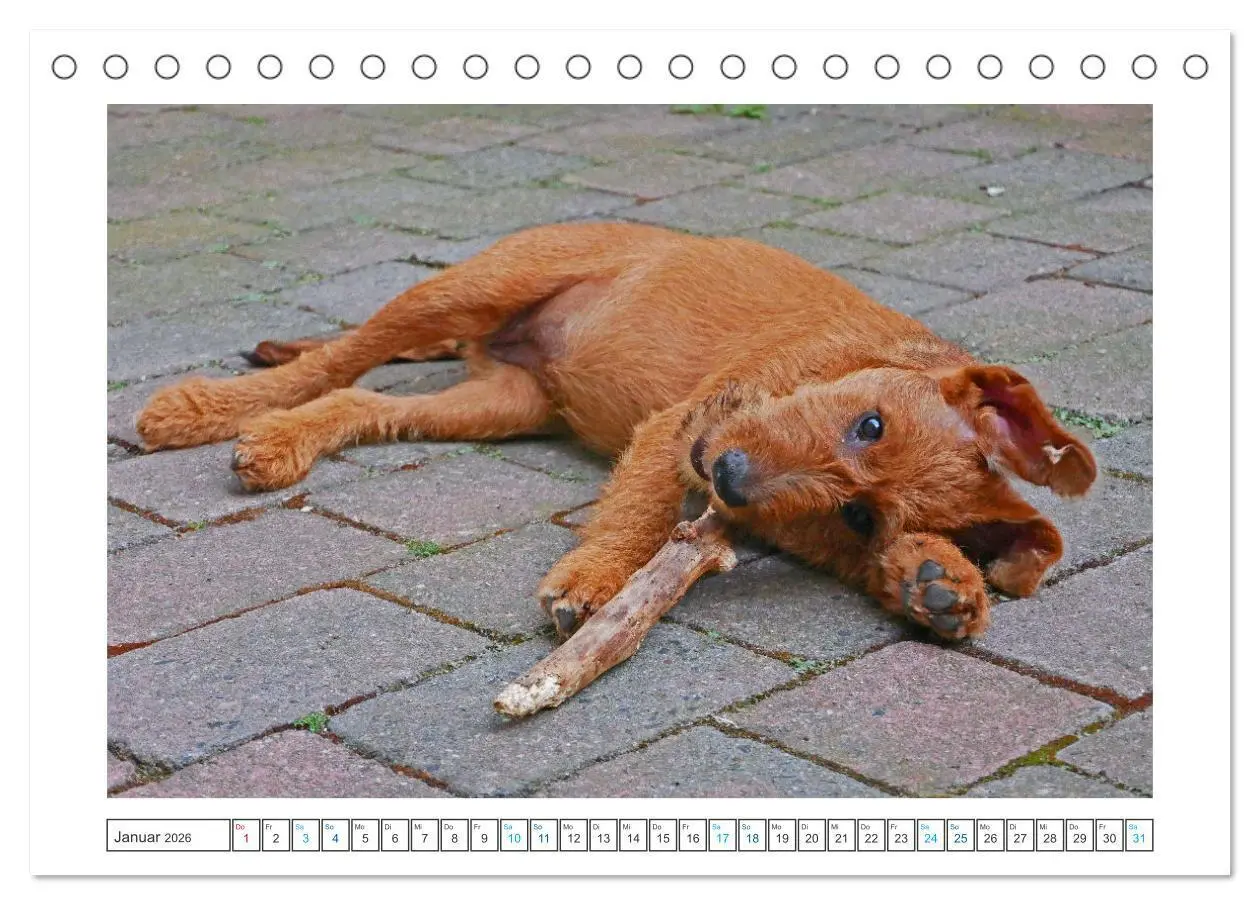 Bild: 9783457612439 | Chiara, ein junger Irish Terrier (Tischkalender 2026 DIN A5 quer),...