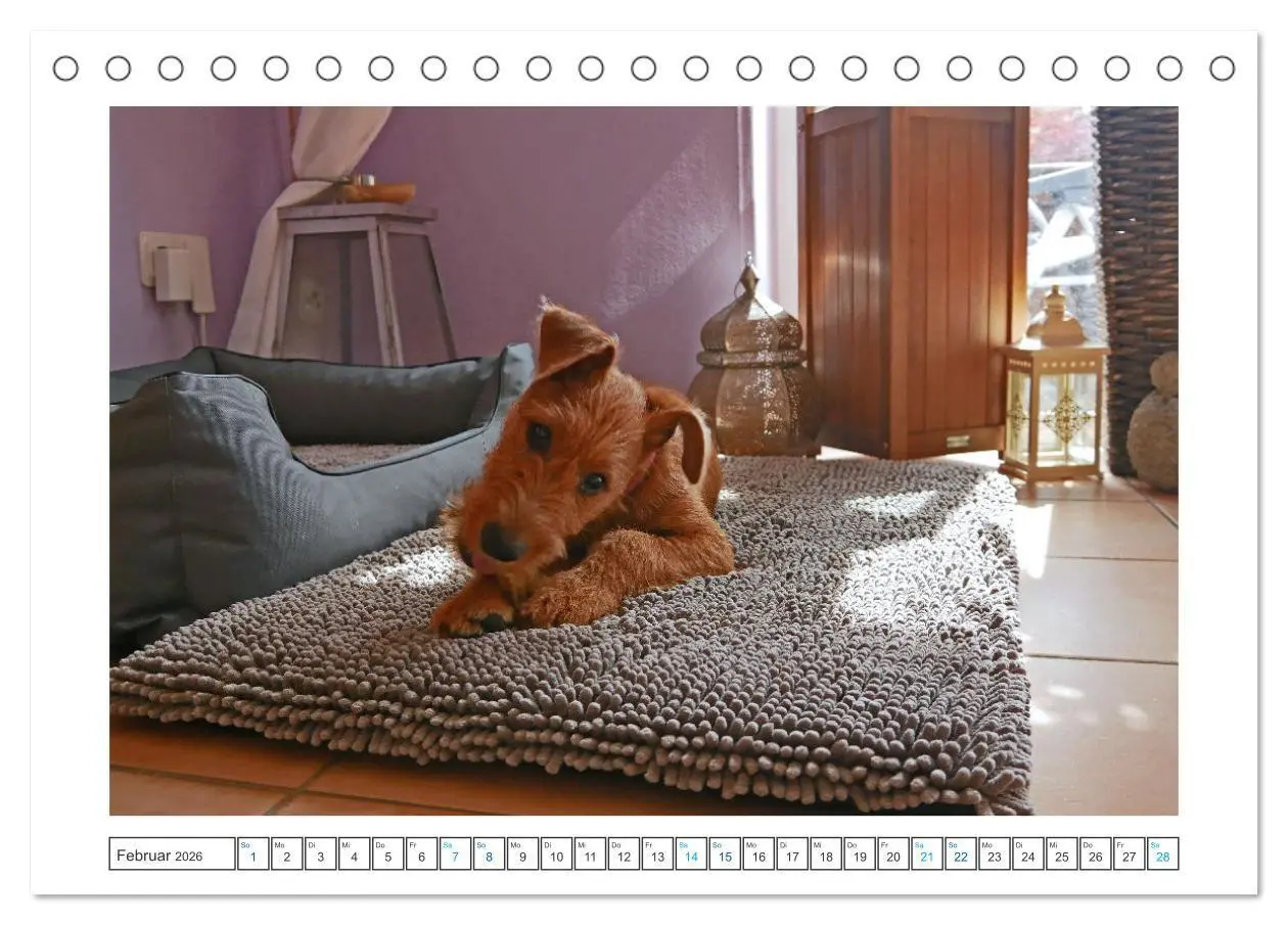 Bild: 9783457612439 | Chiara, ein junger Irish Terrier (Tischkalender 2026 DIN A5 quer),...