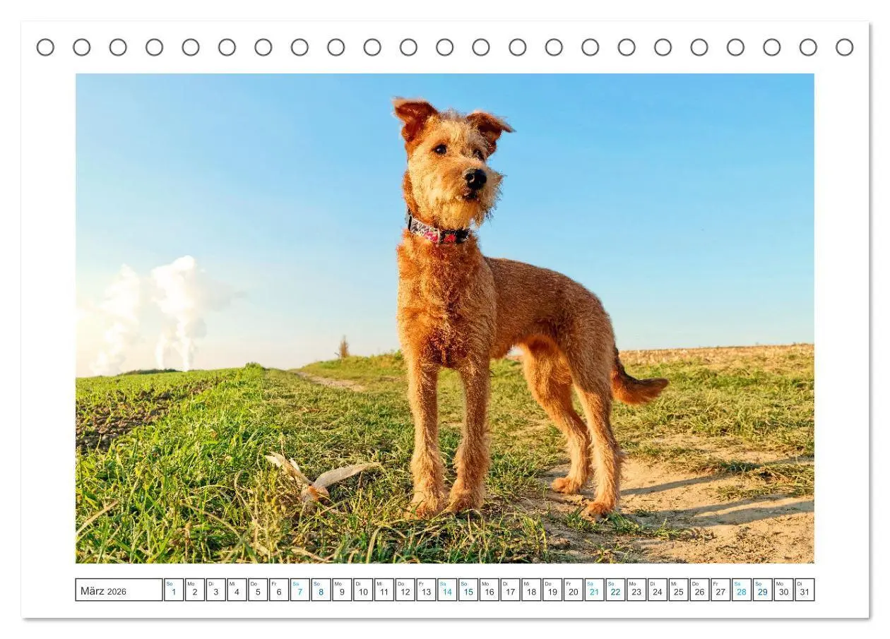 Bild: 9783457612439 | Chiara, ein junger Irish Terrier (Tischkalender 2026 DIN A5 quer),...