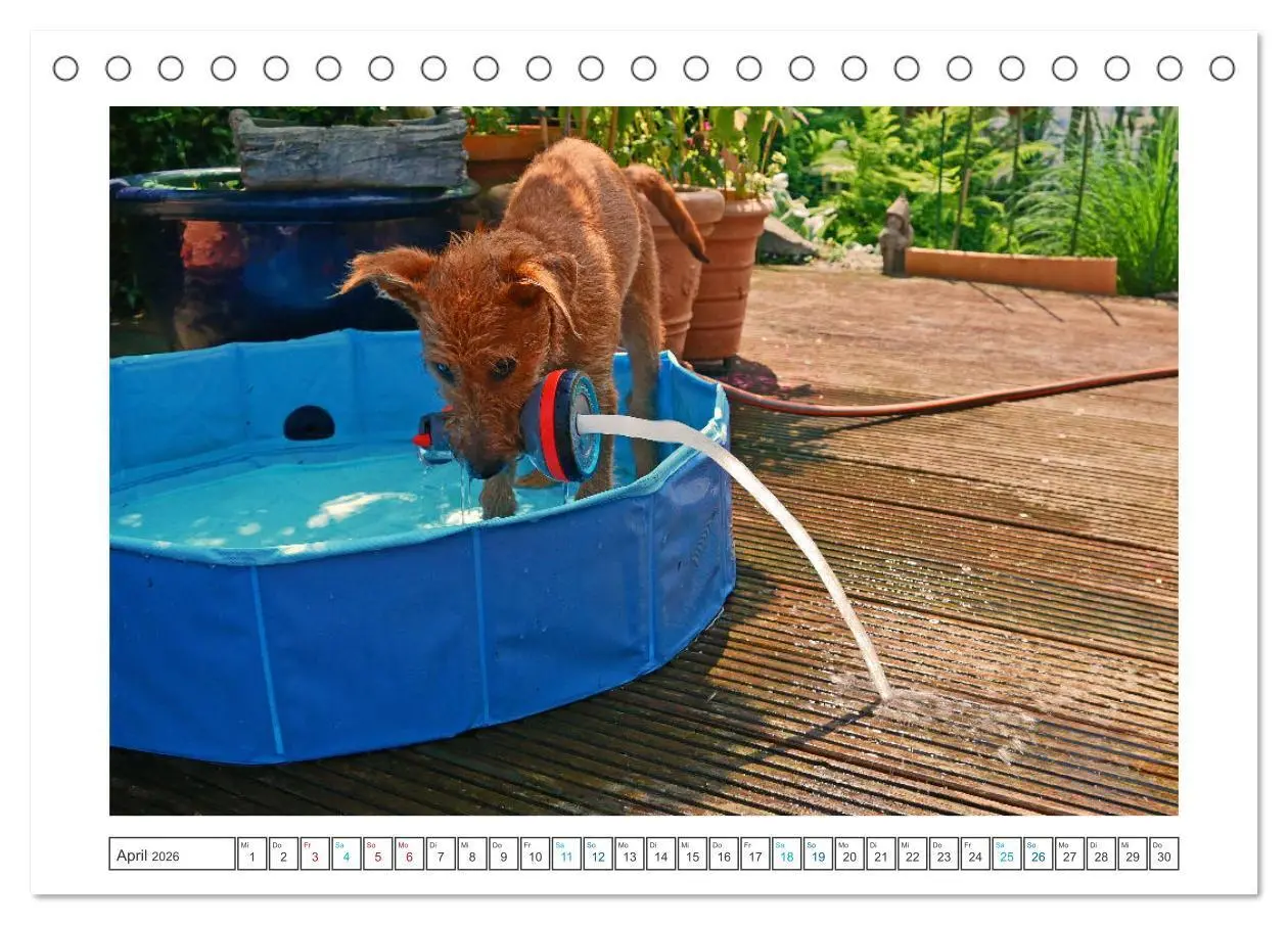 Bild: 9783457612439 | Chiara, ein junger Irish Terrier (Tischkalender 2026 DIN A5 quer),...