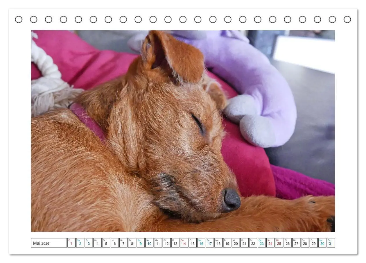 Bild: 9783457612439 | Chiara, ein junger Irish Terrier (Tischkalender 2026 DIN A5 quer),...