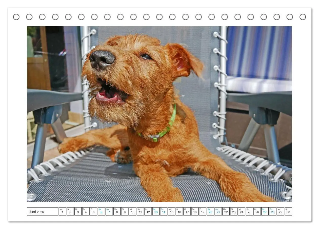 Bild: 9783457612439 | Chiara, ein junger Irish Terrier (Tischkalender 2026 DIN A5 quer),...