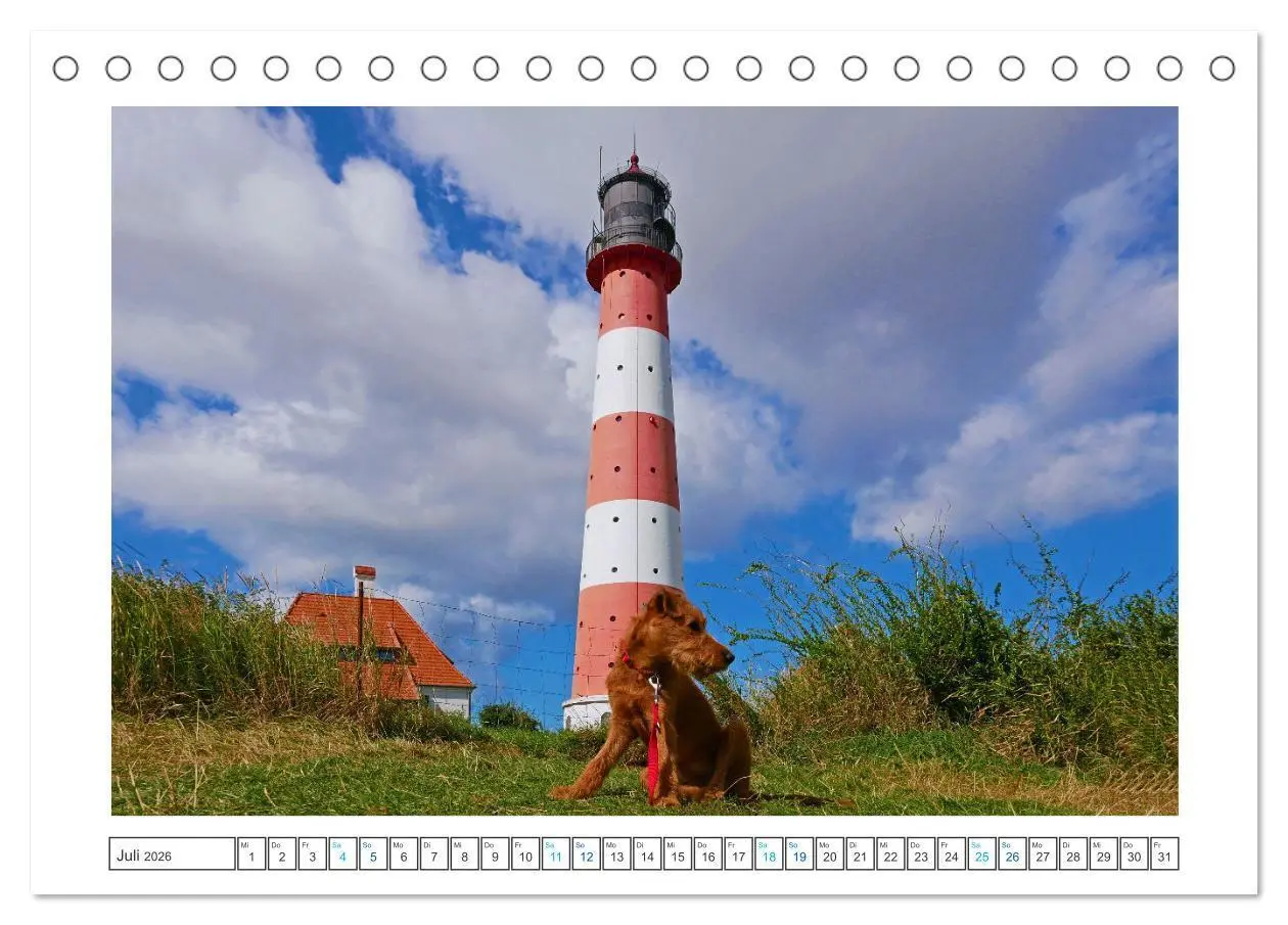 Bild: 9783457612439 | Chiara, ein junger Irish Terrier (Tischkalender 2026 DIN A5 quer),...